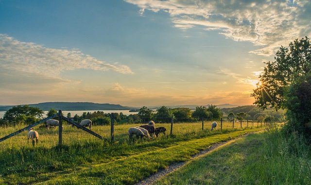 lake-constance-1597503_640 fahhradurlaub am bodensee